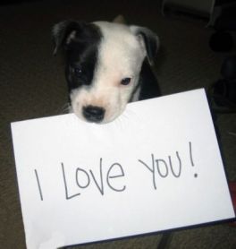 DogsIloveYou